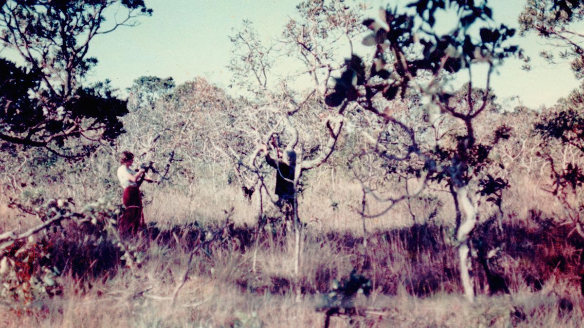 Desbravamento do Cerrado pelo PADAP