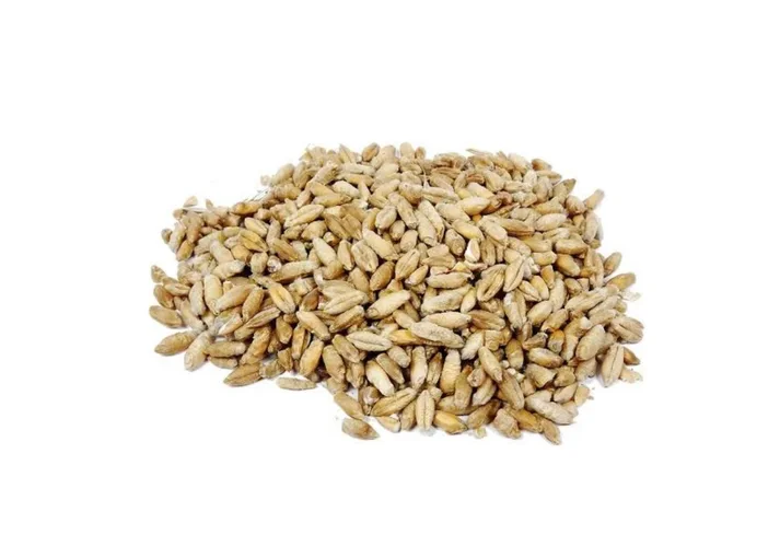 Triticale